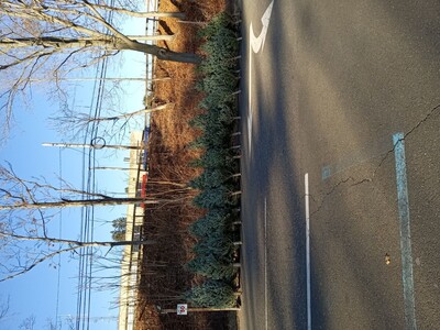 Buy a Christmas tree at the Park.