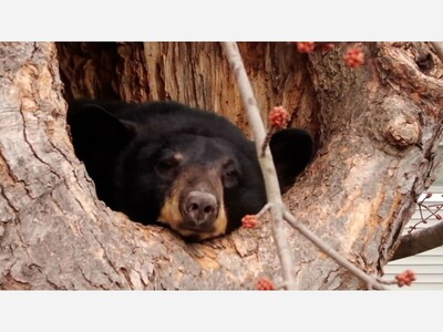 An unusual black bear antic.