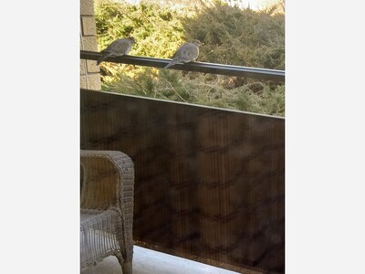 The mourning dove is a sign of spring!