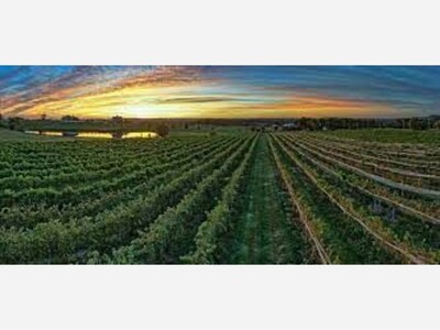 Visit Gouveia Vineyards to Try the Wine Slushies