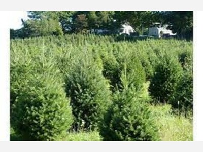 Hamden Tree Farm