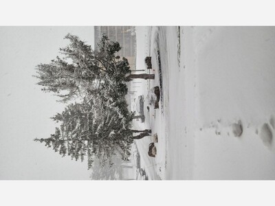 Winter Storm Birch