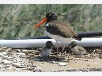 A 2-Hour Sunset Safari Eco Cruise from Cape May, NJ