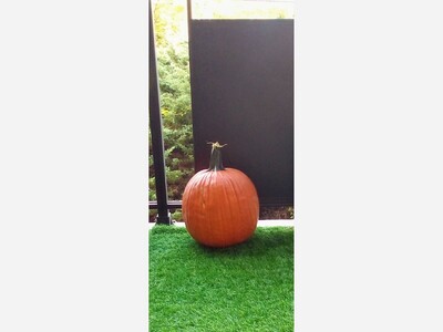 Pumpkins are available at Aldi in Hamden