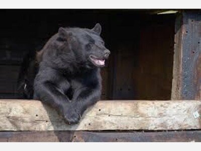 The Bears