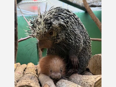 A new porcupette at the National Zoo.